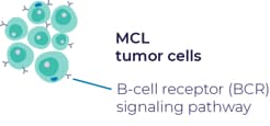 Illustration of B-cell receptor signaling pathway